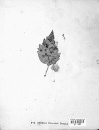 Puccinia clematidis image